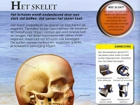 Foto bij artikel Schoolproject 'het menselijk lichaam'